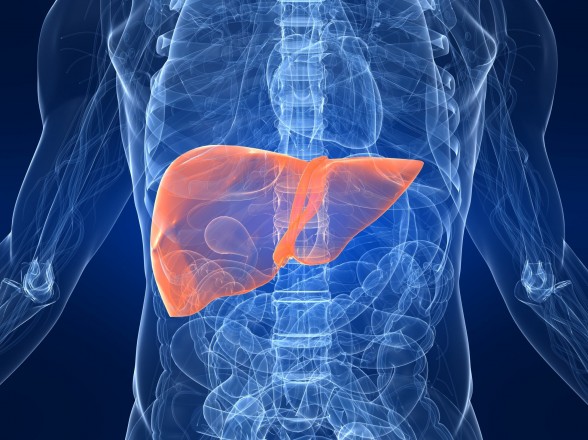 The Importance of a Healthy Liver