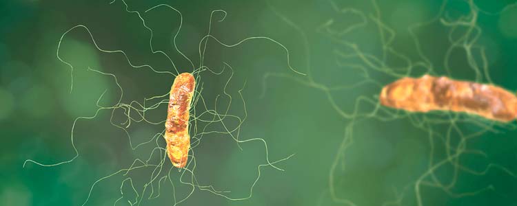 What’s Going on with Your Gut Bacteria?